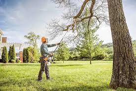 Best Tree Removal  in Clay City, IN