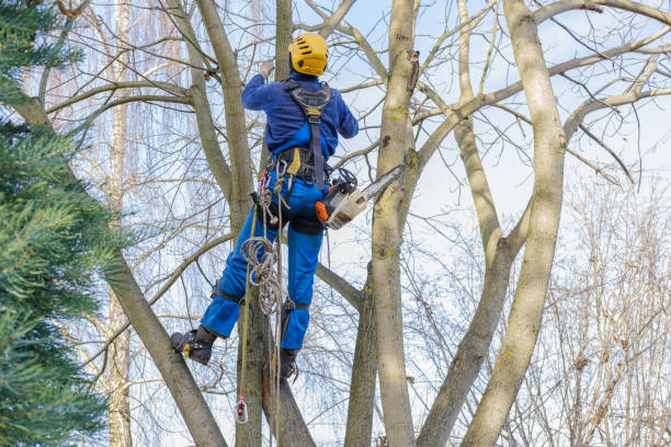 Best Tree Disease Treatment  in Clay City, IN