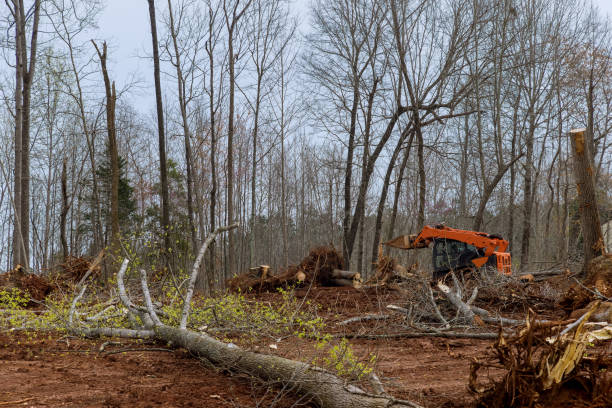  Clay City, IN Tree Services Pros