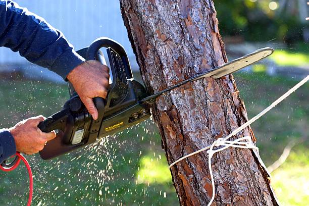 Best Arborist Consultation Services  in Clay City, IN