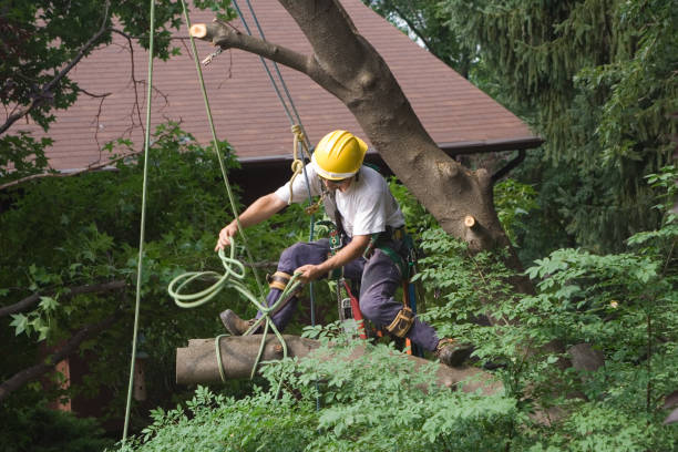 Best Tree Health Inspection  in Clay City, IN