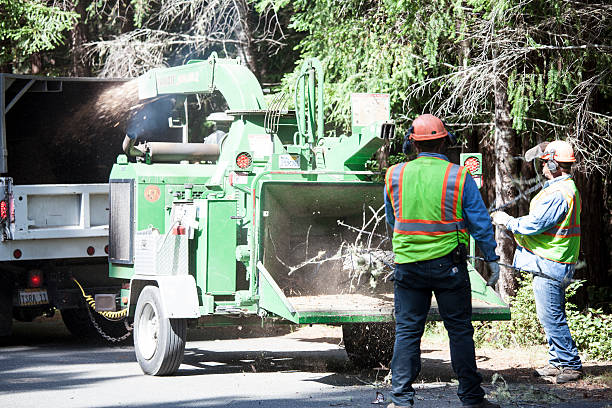 Best Tree Trimming and Pruning  in Clay City, IN