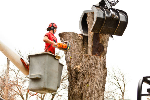 Best Stump Grinding and Removal  in Clay City, IN